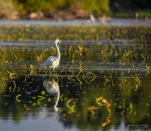 Lac-de-Grand-Lieu-aigrette-garzette-DSC 7888