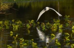 Lac-de-Grand-Lieu-Aigrette-garzette-DSC 1827