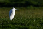 Lac-de-Grand-Lieu-Aigrette-garzette-DSC 1275