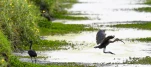 Lac-de-Grand-Lieu-Ibis-falcinelle-DSC 0432