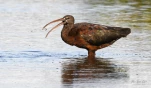 Lac-de-Grand-Lieu-Ibis-falcinelle-DSC 5621-2