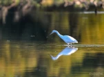 Lac-de-Grand-Lieu-Aigrette-garzette-DSC 8365