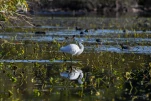 Lac-de-Grand-Lieu-aigrette-garzette-DSC 7749