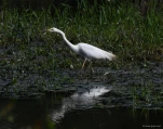 Lac-de-Grand-Lieu-grande-aigrette-5517