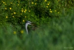 Lac-de-Grand-Lieu-Heron-cendre-DSC 0754
