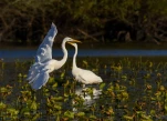 Lac-de-Grand-Lieu-Grande-aigrette-DSC 1723