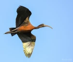 Lac-de-Grand-Lieu-Ibis-falcinelle-DSC 3048
