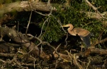 Lac-de-Grand-Lieu-Heron-pourpre-DSC 9607
