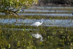 Lac-de-Grand-Lieu-aigrette-garzette-DSC 7716