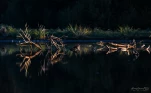 Lac-de-Grand-Lieu-Souche-artistique-eau-grand-lieu-DSC 9218