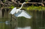 Lac-de-Grand-Lieu-Grande-aigrette-DSC 2760