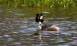 Lac-de-Grand-Lieu-Grebe-huppe-DSC 0670