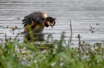 Lac-de-Grand-Lieu-Grebe-huppe-DSC 0211