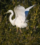 Lac-de-Grand-Lieu-Grande-aigrette-DSC 2132