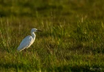 Lac-de-Grand-Lieu-DSC 4750