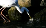 Lac-de-Grand-Lieu-Grande-aigrette-poisson-DSC 2300