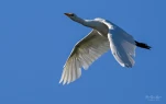 Lac-de-Grand-Lieu-Heron-gardeboeuf-DSC 8261