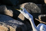 Lac-de-Grand-Lieu-Grande-aigrette-poisson-DSC 2258