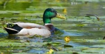Lac-de-Grand-Lieu-Canard-colvert-DSC 3641-2