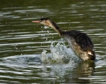 Lac-de-Grand-Lieu-Grebe-huppe-DSC 0927