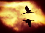 Lac-de-Grand-Lieu-Ibis-falcinelle-DSC 5946-2-2