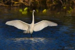 Lac-de-Grand-Lieu-Aigrette-garzette-DSC 1843