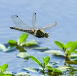 Lac-de-Grand-Lieu-Libellule-DSC 1440