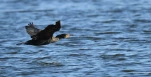 Lac-de-Grand-Lieu-Cormoran-DSC 3051