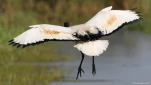 Lac-de-Grand-Lieu-Ibis-sacre-6030