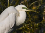 Lac-de-Grand-Lieu-Grande-aigrette-DSC 2051
