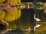Lac-de-Grand-Lieu-Aigrette-garzette-DSC 8644