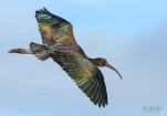 Lac-de-Grand-Lieu-Ibis-falcinelle-DSC 5285-2