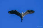 Lac-de-Grand-Lieu-Heron-cendre-DSC 1005
