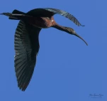 Lac-de-Grand-Lieu-Ibis-falcinelle-DSC 5709-2-2