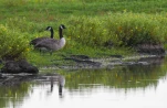 Lac-de-Grand-Lieu-Bernache-du-canada-DSC 5243