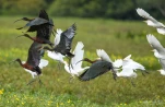 Lac-de-Grand-Lieu-Ibis-falcinelle-DSC 7397-insolite