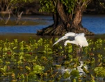 Lac-de-Grand-Lieu-Grande-aigrette-DSC 1678