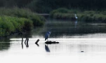 Lac-de-Grand-Lieu-Heron-cendre-DSC 5319
