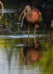 Lac-de-Grand-Lieu-Ibis-falcinelle-DSC 5400-2
