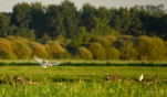 Lac-de-Grand-Lieu-Spatule-blanche-DSC 4113