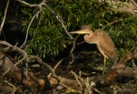 Lac-de-Grand-Lieu-Heron-pourpre-DSC 9514