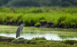 Lac-de-Grand-Lieu-Heron-cendre-DSC 7219