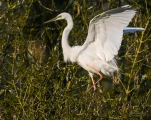 Lac-de-Grand-Lieu-Grande-aigrette-DSC 2138