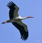 Lac-de-Grand-Lieu-Cigogne-blanche-DSC 1761-3
