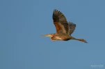 Lac-de-Grand-Lieu-Heron-pourpre-DSC 0984