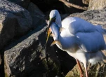 Lac-de-Grand-Lieu-Grande-aigrette-poisson-DSC 2229