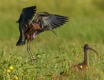 Lac-de-Grand-Lieu-Ibis-falcinelle-DSC 5309-2