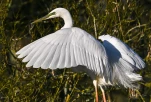 Lac-de-Grand-Lieu-Grande-aigrette-DSC 2136