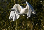 Lac-de-Grand-Lieu-Grande-aigrette-DSC 2171