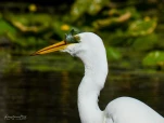 Lac-de-Grand-Lieu-Grande-aigrette-DSC 2735-gros-plan